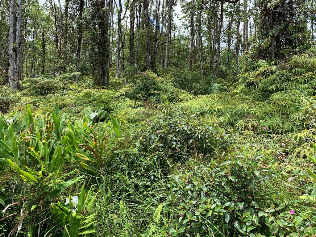 Tangerine Dr in AINALOA MLS® 700996 For Sale 35,000 in Puna, Hawaii