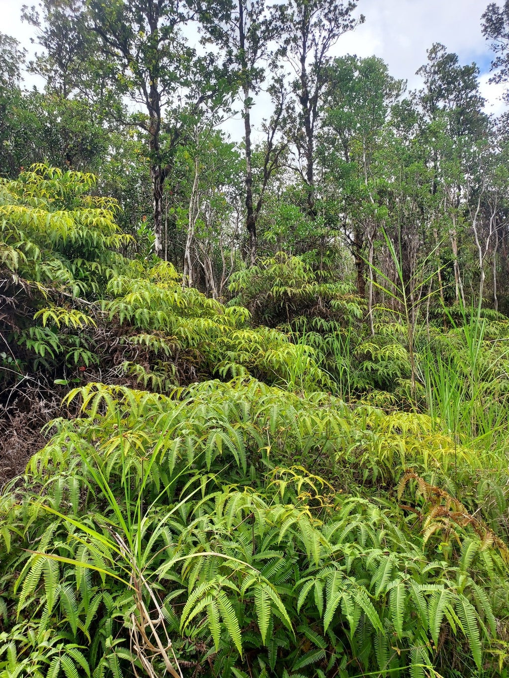 Lehua St in FERN ACRES | MLS® 703505 For Sale $55,000 in Puna, Hawaii