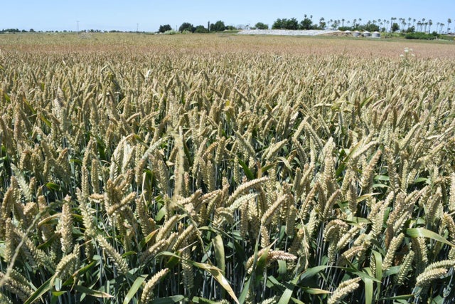 16637 Tyler Island Road, ISLETON