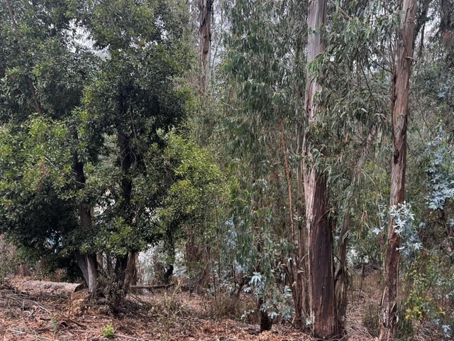 6587 Thornhill Dr, OAKLAND