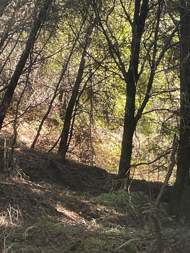 00 Redwood, SANTA CRUZ