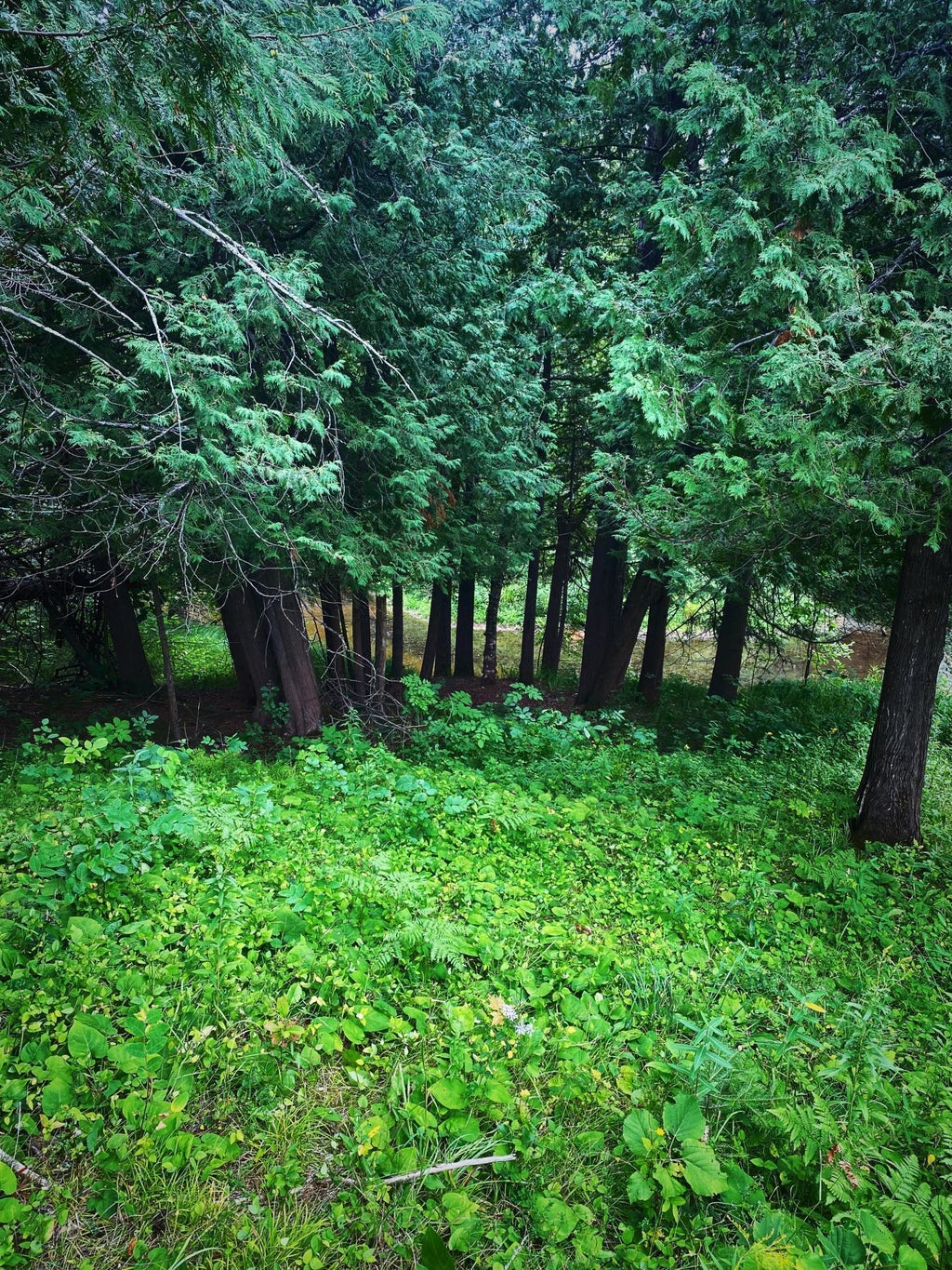 000 Van Ornum Road, Marengo, WI MLS 6253124