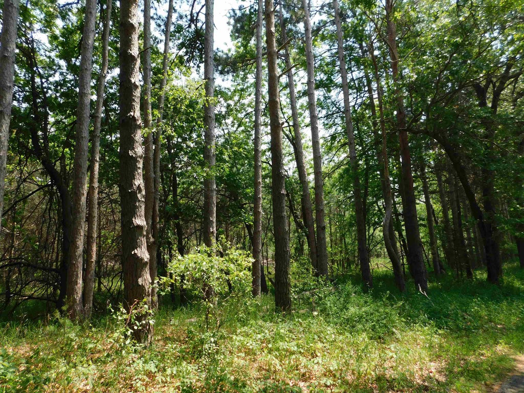 N4502 Pine Drive, Mecan